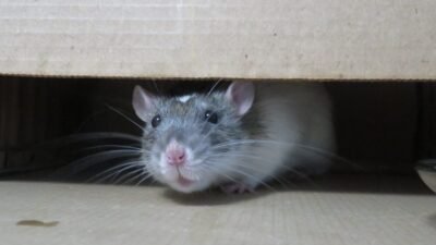 Twin Home Rodent Control